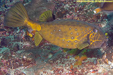 boxfish